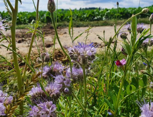 Insektenschutz und zur Artenvielfalt